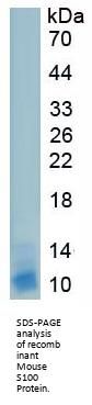 Mouse S100 Calcium Binding Protein (S100) Protein