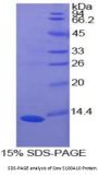 Cow S100 Calcium Binding Protein A10 (S100A10) Protein