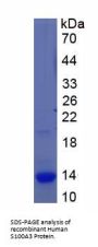 Human S100 Calcium Binding Protein A3 (S100A3) Protein