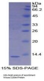 Mouse S100 Calcium Binding Protein A4 (S100A4) Protein