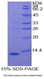 Cow S100 Calcium Binding Protein A4 (S100A4) Protein