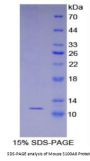 Mouse Protein S100-A8 / CAGA (S100A8) Protein