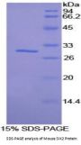 Mouse Salt Inducible Kinase 2 (SIK2) Protein