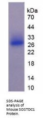 Mouse Sclerostin Domain Containing Protein 1 (SOSTDC1) Protein
