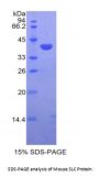 Mouse C-C Motif Chemokine 21 (CCL21) Protein