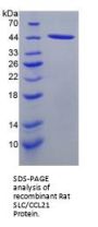 Rat C-C Motif Chemokine 21 (CCL21) Protein
