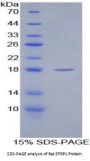 Rat Secreted Frizzled Related Protein 1 (SFRP1) Protein