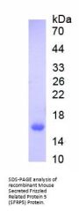 Mouse Secreted Frizzled Related Protein 5 (SFRP5) Protein