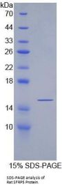 Rat Secreted Frizzled Related Protein 5 (SFRP5) Protein