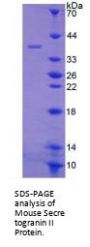 Mouse Secretogranin-2 (SCG2) Protein
