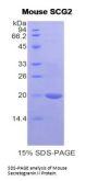 Mouse Secretogranin-2 (SCG2) Protein