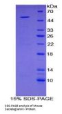 Mouse Secretogranin-2 (SCG2) Protein