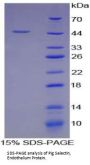 Pig E-Selectin / CD62E (SELE) Protein