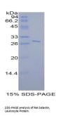 Rat L-Selectin / CD62L (SELL) Protein