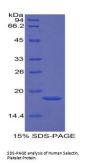 Human P-Selectin (SELP) Protein