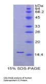 Human Selenoprotein X1 (SEPX1) Protein