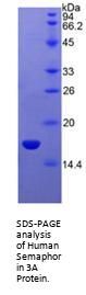 Human Semaphorin 3A (SEMA3A) Protein
