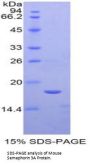 Mouse Semaphorin 3A (SEMA3A) Protein