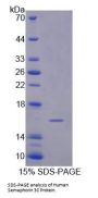Human Semaphorin 3C (SEMA3C) Protein