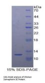 Chicken Semaphorin 3E (SEMA3E) Protein