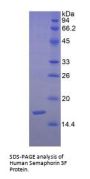Human Semaphorin 3F (SEMA3F) Protein