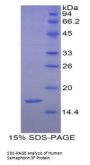 Human Semaphorin 3F (SEMA3F) Protein