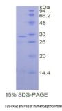 Human Septin 5 (SEPTIN5) Protein