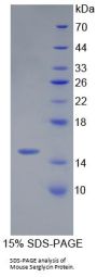 Mouse Serglycin (SRGN) Protein