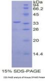 Mouse Serine Peptidase Inhibitor Kazal Type 5 (SPINK5) Protein