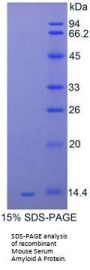 Mouse Serum Amyloid A Protein (SAA1) Protein