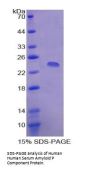 Human Serum Amyloid P Component (APCS) Protein