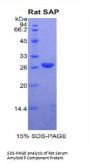 Rat Serum Amyloid P Component (APCS) Protein