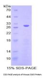 Mouse Serum/Glucocorticoid Regulated Kinase 3 (SGK3) Protein