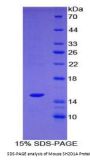 Mouse SH2 Domain Containing Protein 1A (SH2D1A) Protein