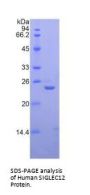 Human Sialic Acid Binding Ig Like Lectin 12 (SIGLEC12) Protein
