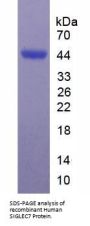 Human Sialic Acid Binding Ig Like Lectin 7 (SIGLEC7) Protein