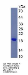 Human Sialic Acid Binding Ig Like Lectin 7 (SIGLEC7) Protein