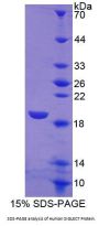 Human Sialic Acid Binding Ig Like Lectin 7 (SIGLEC7) Protein