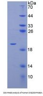 Human Sialic Acid-Binding Ig-Like Lectin 9 (SIGLEC9) Protein