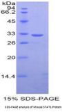 Mouse Signal Transducer And Activator Of Transcription 1 (STAT1) Protein
