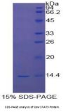 Cow Signal Transducer And Activator Of Transcription 3 (STAT3) Protein