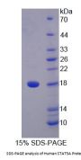Human Signal Transducer And Activator Of Transcription 5A (STAT5A) Protein