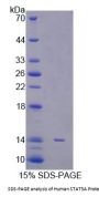 Human Signal Transducer And Activator Of Transcription 5A (STAT5A) Protein