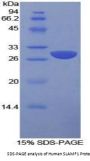 Human Signaling Lymphocytic Activation Molecule Family Member 1 / CD150 (SLAMF1) Protein