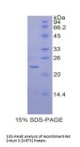 Rat Sirtuin 3 (SIRT3) Protein