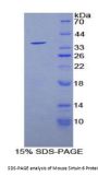 Mouse Sirtuin 6 (SIRT6) Protein
