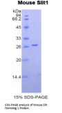 Mouse Slit Homolog 1 (Slit1) Protein