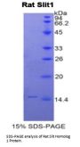Rat Slit Homolog 1 (Slit1) Protein