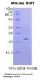 Mouse Slit Homolog 1 (Slit1) Protein