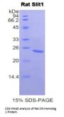 Rat Slit Homolog 1 (Slit1) Protein